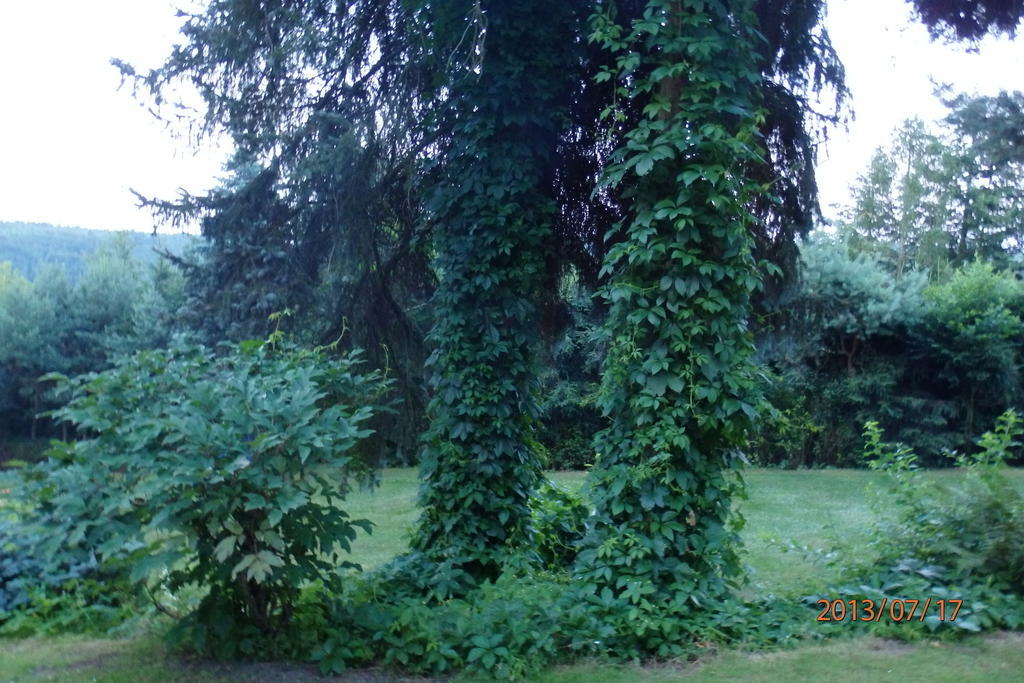 Villa Blanka Horní Podkozí المظهر الخارجي الصورة